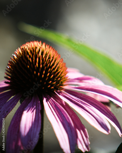 Flower in Daylight 