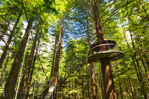 Treewalk through Forest of Tree Ferns and Giant Redwoods in Whakarewarewa Forest near Rotorua, New Zealand