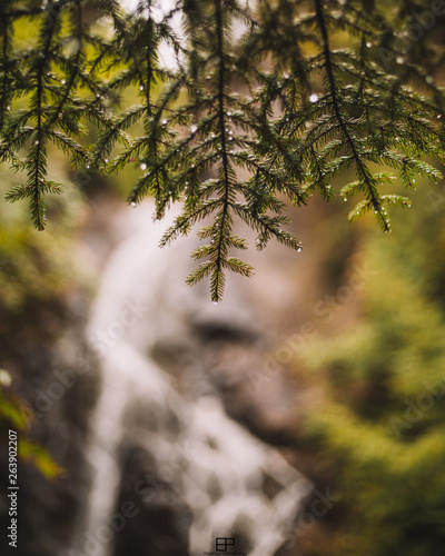 Rainy Day Forest 