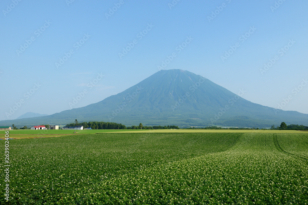羊蹄山と畑 羊蹄山と畑