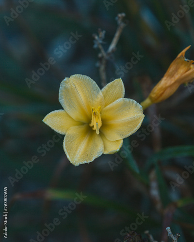 Late Summer Flower 