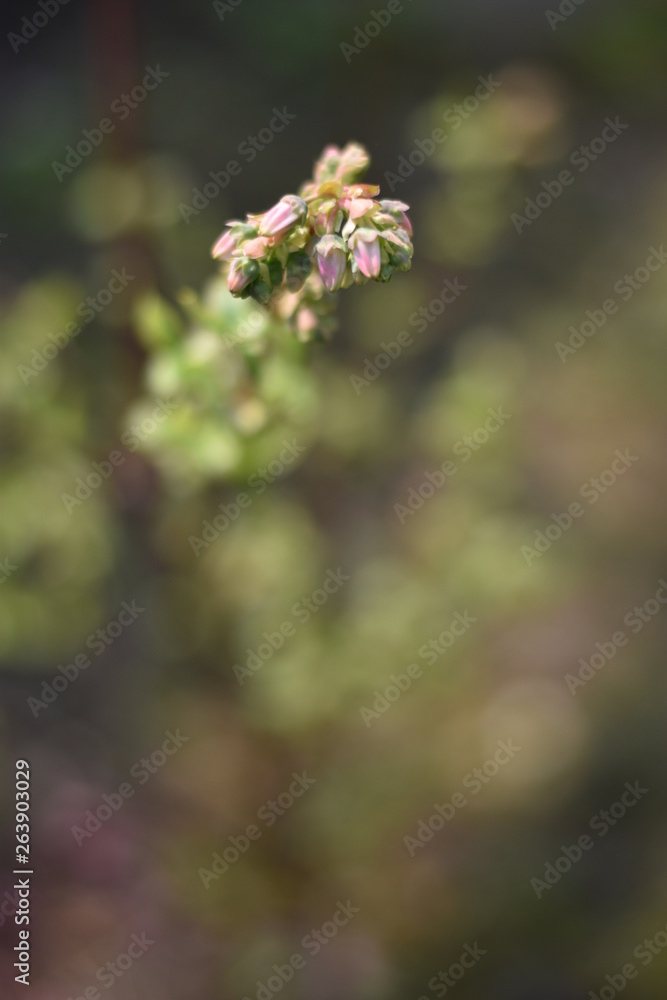 Blütenknospen einer Heidelbeere (Vaccinium myrtillus) Blütenknospen einer Heidelbeere (Vaccinium myrtillus)