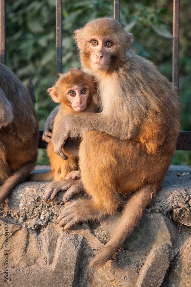 Monkey mother holding her baby near the temple in Kathmandu, Nepal. Monkeys in Kathmandu. Nepal. A small cute monkey being carried in Monkey Temple, Kathmandu, Nepal Monkey mother holding her baby near the temple in Kathmandu, Nepal. Monkeys in Kathmandu. Nepal. A small cute monkey being carried in Monkey Temple, Kathmandu, Nepal
