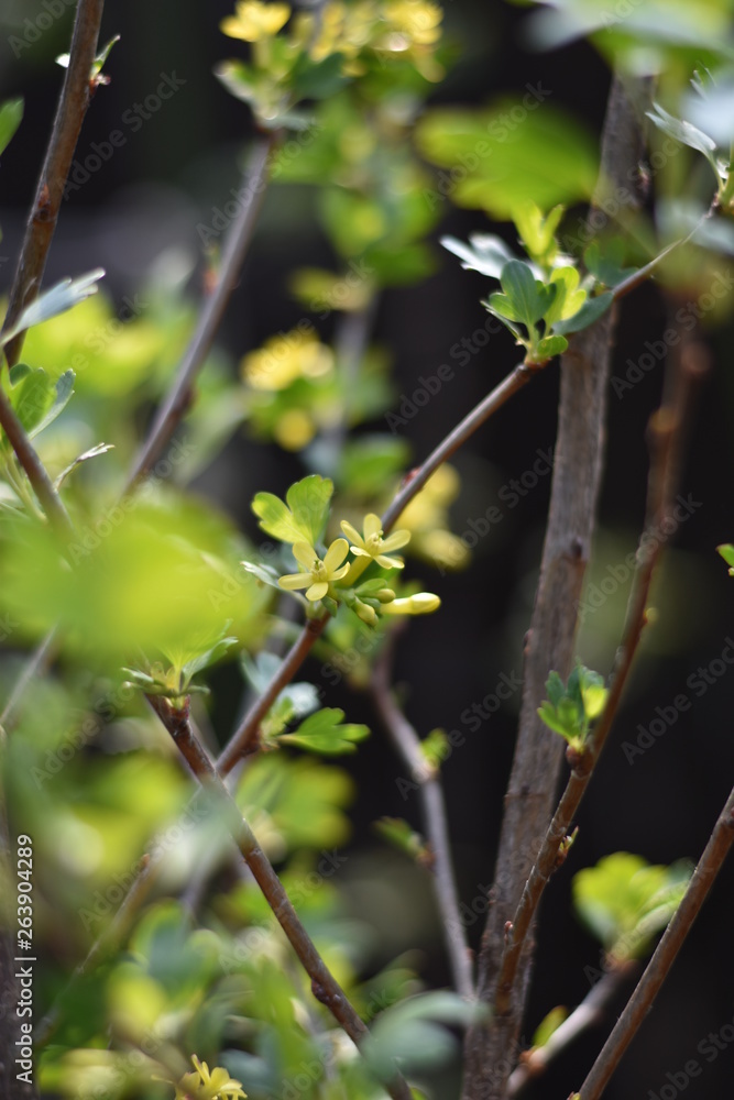 Stachelbeere mit gelben Blüten Stachelbeere mit gelben Blüten