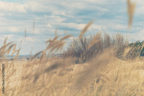 Fototapeta Naklejka Na Ścianę i Meble -  Walk on the beach of the Baltic Sea in early spring