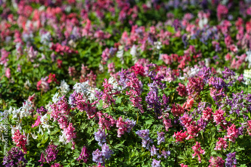 beautiful flowers in nature in the botanical garden