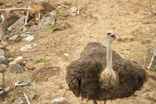  Ostrich walks on the ground to find food.