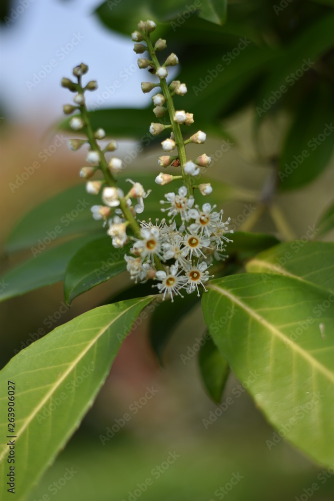 Blühender Kirschlorbeer (Prunus laurocerasus) Blühender Kirschlorbeer (Prunus laurocerasus)