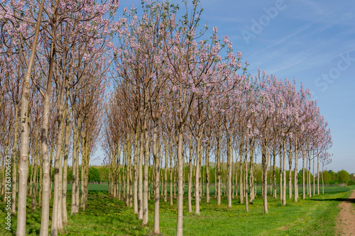 Kiribaum Plantage, schnell wachsende Wertholzerzeugung , Baumkronen mit hellrosa Blütenständen im Frühjahr photo