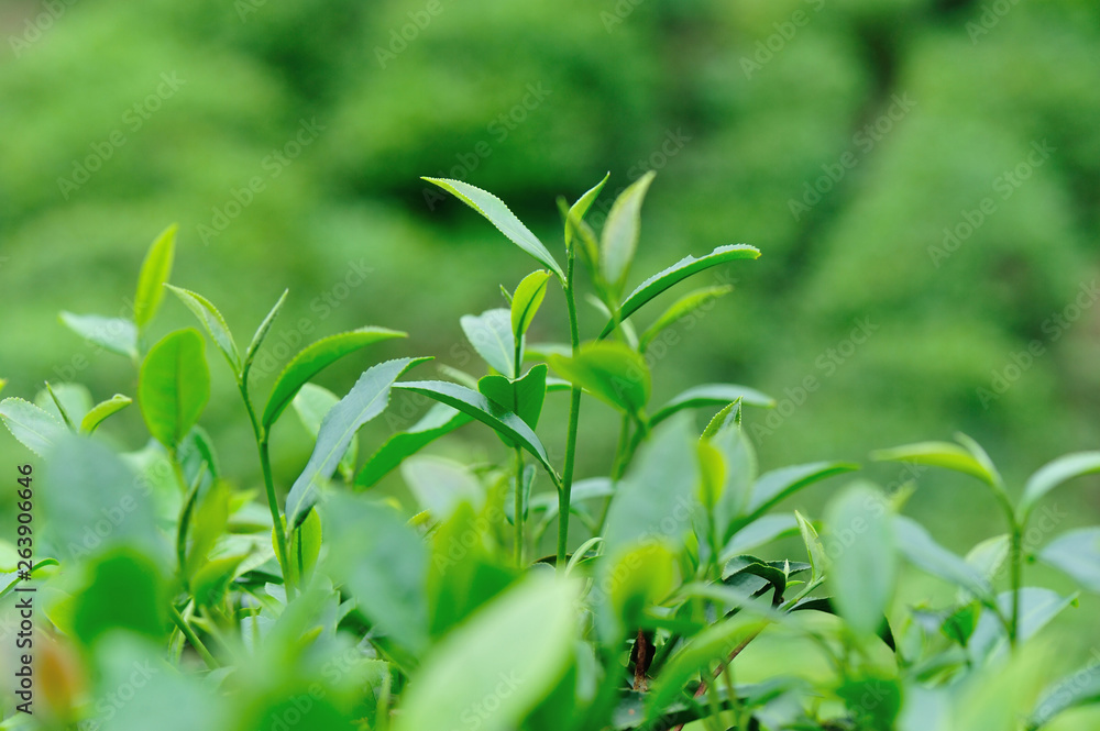 Fototapeta premium Growing green tea plants in spring mountains