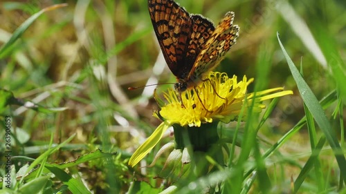 Glanville Fritillary (Melitaea cinxia ) butterfly on a dandelion.  Hutchinson's Bank, Surrey photo