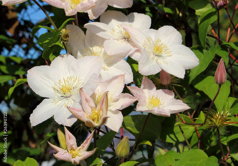 Fototapeta premium White flowers of clematis on natural background in sunny day. Elegant clematis flower on a background of green leaves. Colorful artistic image of clematis flowers in a garden