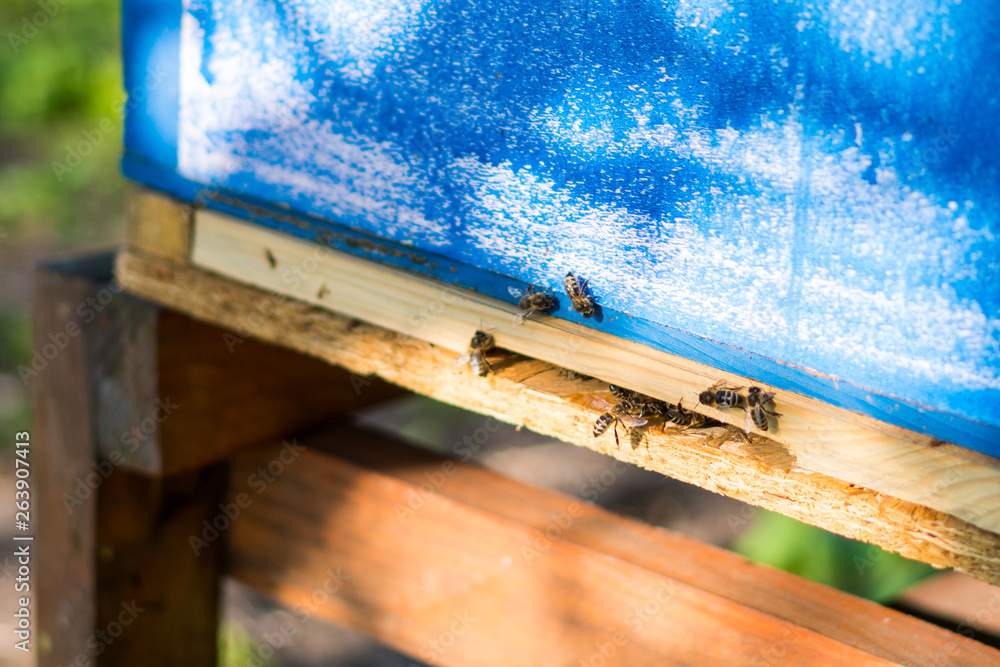 Fototapeta premium Close-up on blue Beeshive, visible bees fly into the hive. In the background visible blurry fence of an apiary and grass