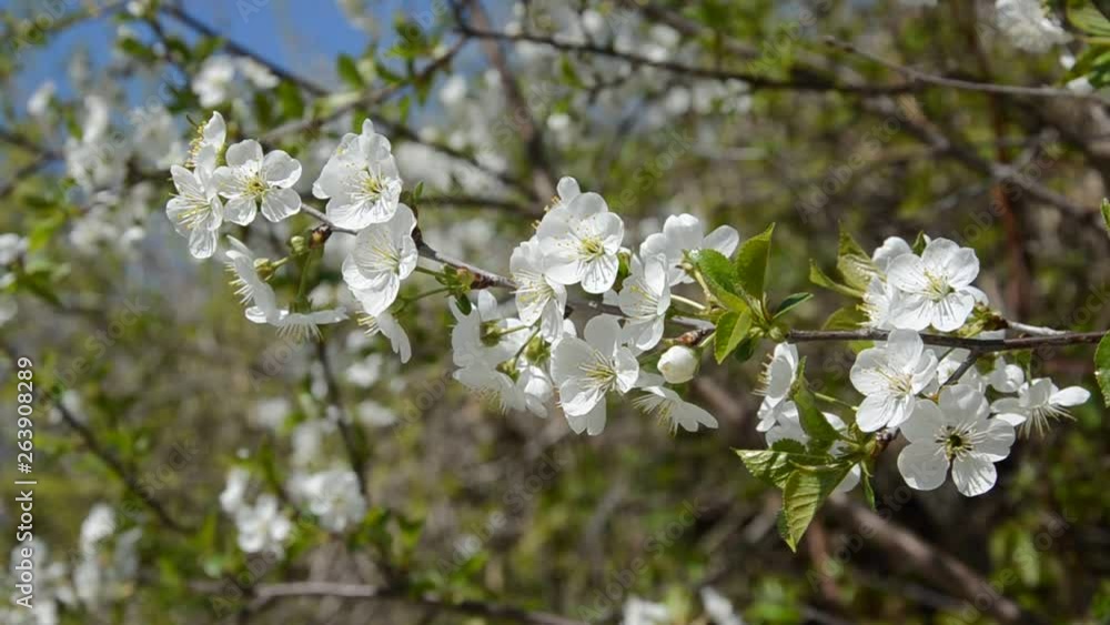 Cherry branches with blooming flowers in spring in the wind Cherry branches with blooming flowers in spring in the wind