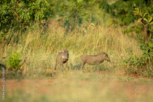 Young Warthogs foraging © Darrel