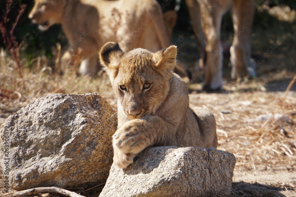 Obraz premium lion cub