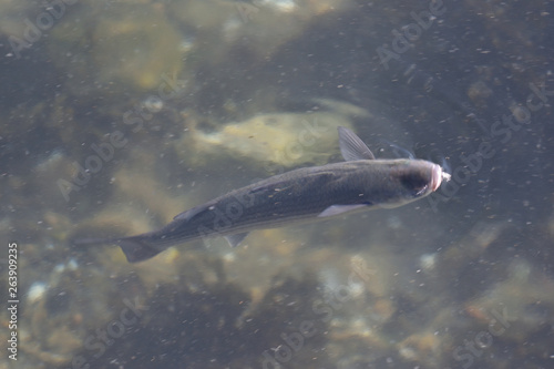 Dans le port de Corcubion en Espagne, poisson en quête de nourriture