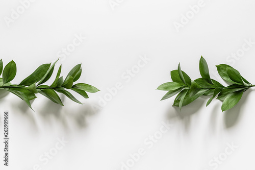 Two branches with green leaves on a white background