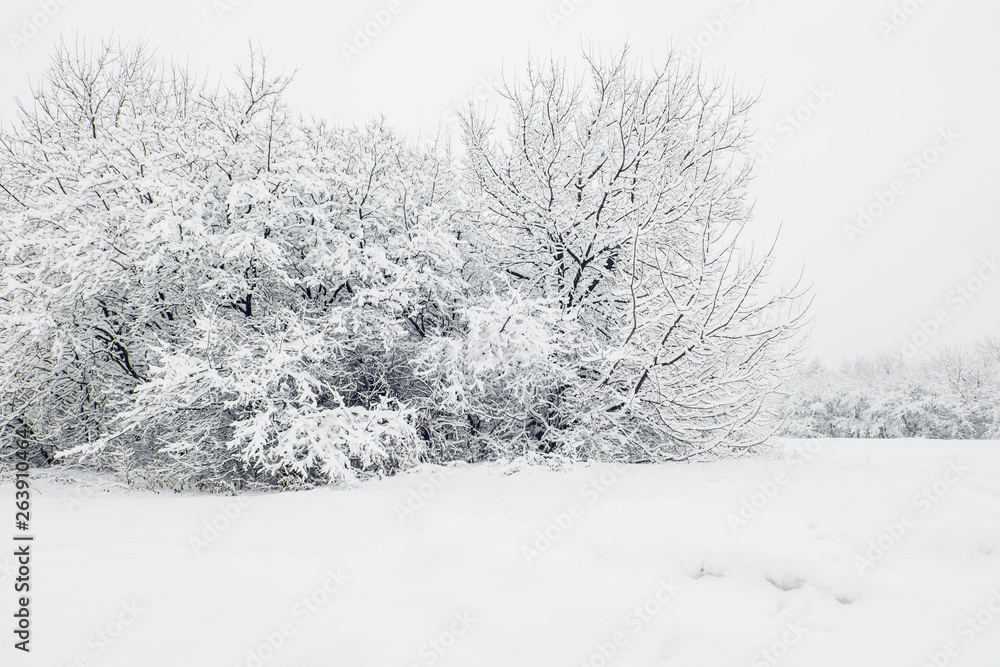 Fototapeta premium Beautiful winter landscape with trees covered with snow. Snowfall
