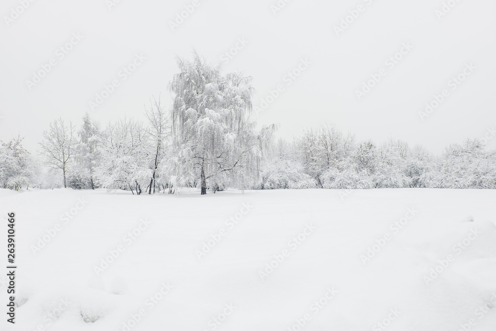 Beautiful winter landscape with trees covered with snow. Snowfall