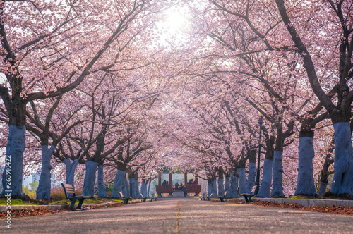 Cherry Blossom Tree At Olympic Park,Seoul South Korea
