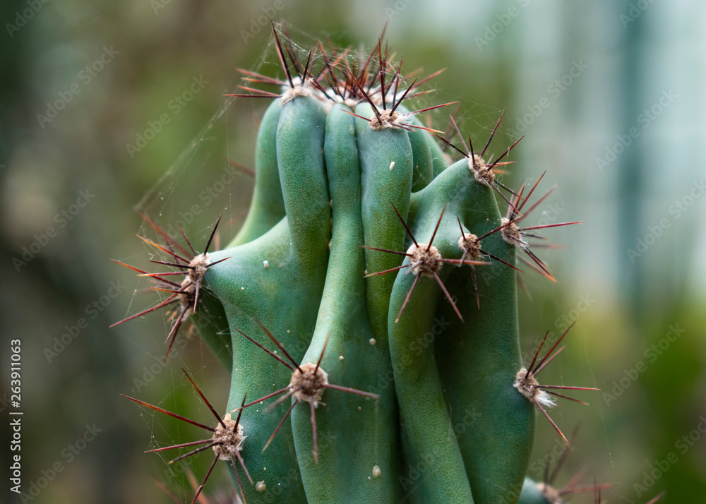 Detalle de un cactus con telarañas. Detalle de un cactus con telarañas.
