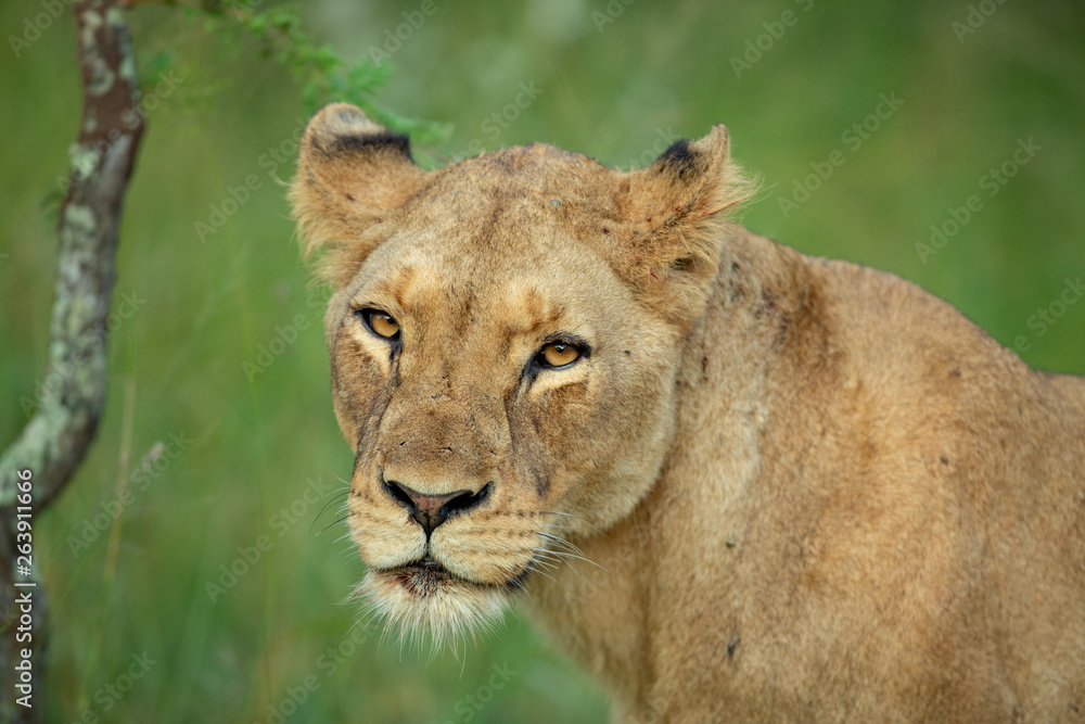 Lion pride in the light of late afternoon Lion pride in the light of late afternoon
