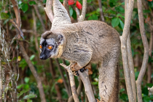 Fototapeta Naklejka Na Ścianę i Meble -  The common brown lemur - Eulemur fulvus .in its natural environment in Madagascar