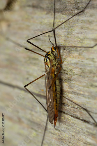 Cranefly on wood, macro photo