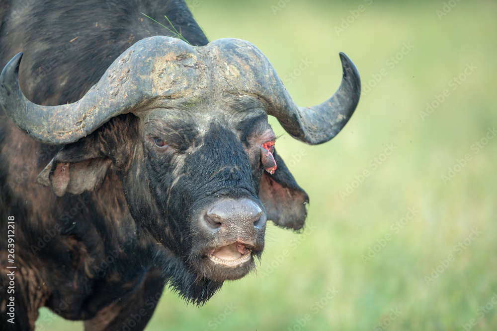 Fototapeta premium Large buffalo bull after a fight with an injury to his eye.