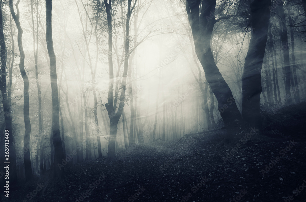 Wind Blowing Trees In Forest
