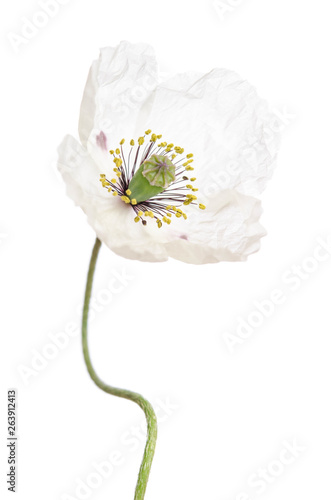 Single white poppy isolated on white background.