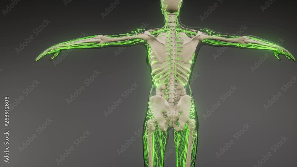 science anatomy scan of human blood vessels science anatomy scan of human blood vessels