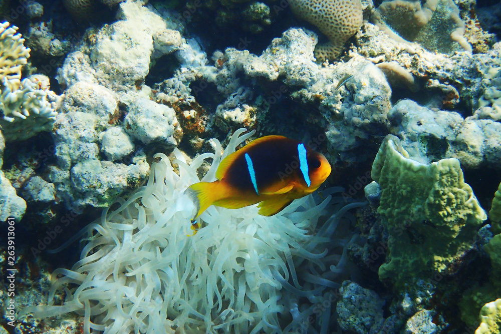 Obraz premium orange nemo clown fish