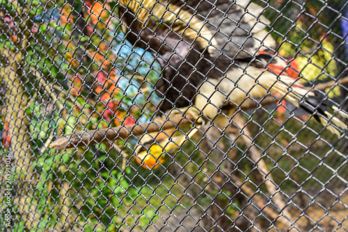 Chai nat Thailand December 26 2019 see birds at Chai NAT Bird Park is a place of chainat province. Bird cage is the biggest in Asia, covering an area of 26 hectares and contains various species birds. photo