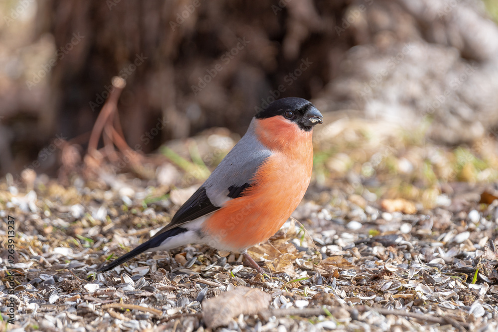 Close up of a male bullfinch in sunlight Close up of a male bullfinch in sunlight