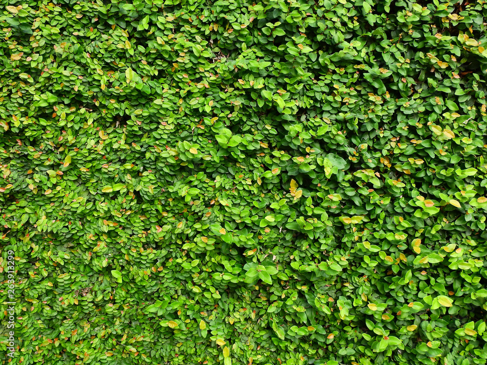 Obraz premium green leaf bush wall