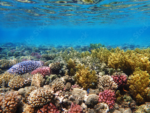 coral reef in egypt