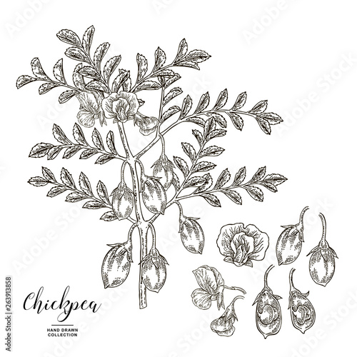 Chickpea plant isolated on white background. Chickpea flowers, pods and seeds. Hand drawn legumes. Vector illustration engraved.