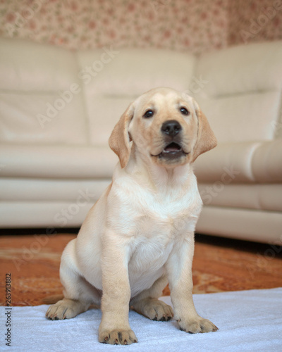 Fototapeta Naklejka Na Ścianę i Meble -  labrador puppy