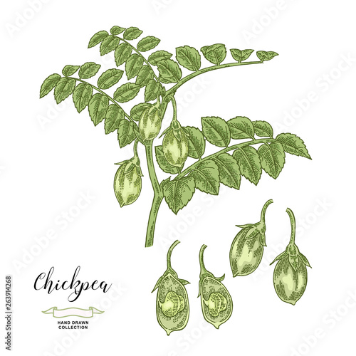Chickpea plant isolated on white background. Hand drawn legumes. Vector illustration.