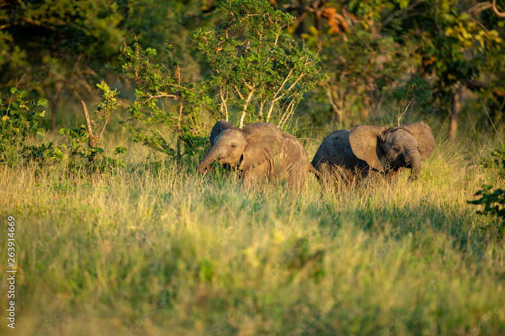 Elephant breeding herd milling about in the late afternoon. Elephant breeding herd milling about in the late afternoon.
