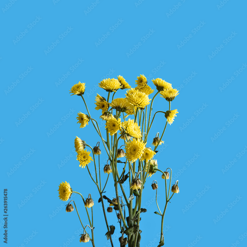 Obraz premium Chrysanthemum branch with small yellow flowers on a blue background