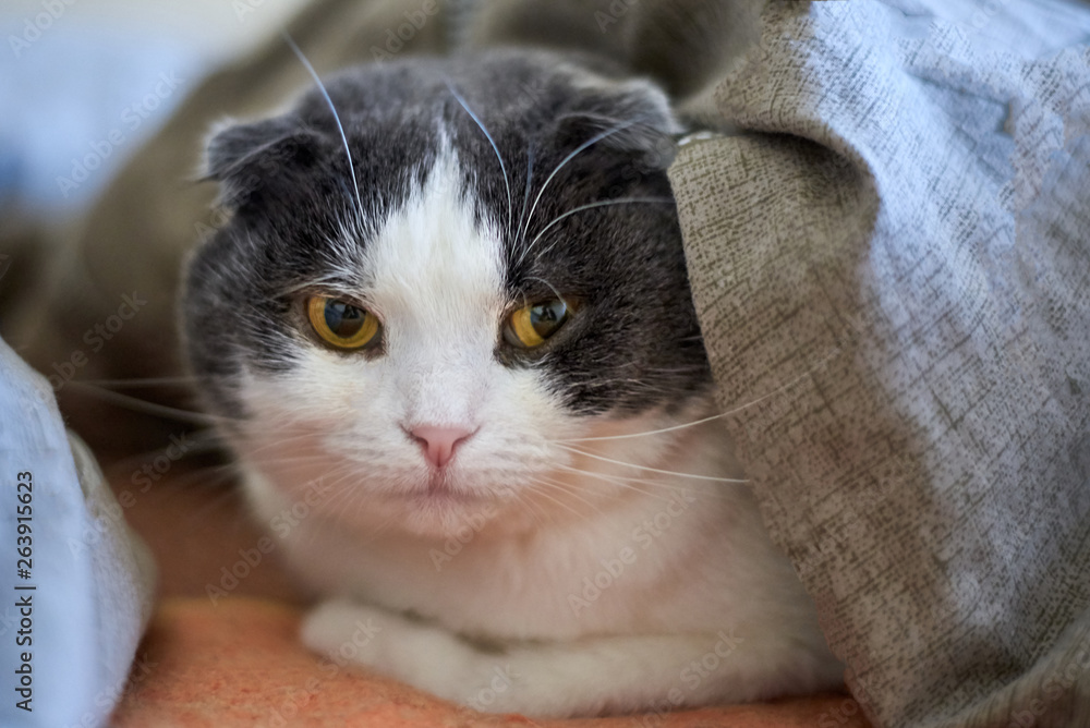 Portrait of a cute lop-eared cat, which lies under the blanket on the bed, close-up