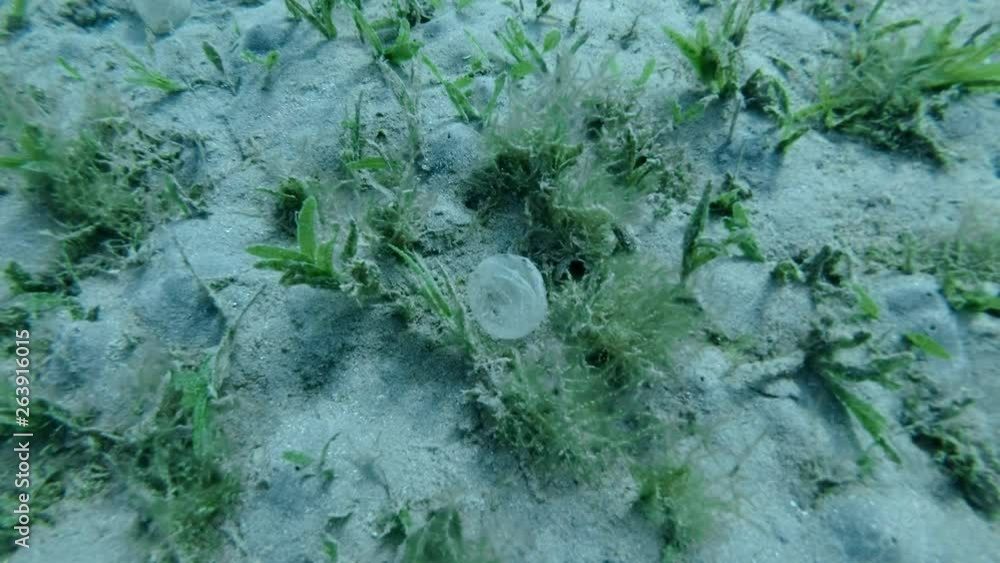 Protective sheath of eggs Lugworm Arenicola marina attached to the ...