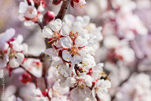 Branch of apricot with white flowers. Flowering of trees in spring_