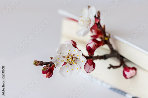 Branch of apricot with flowers and a book in delicate white tones_