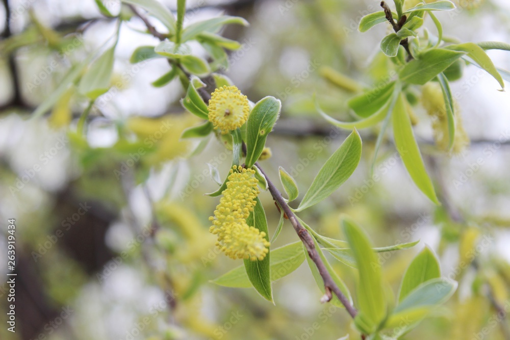 Obraz premium weeping willow in the forest