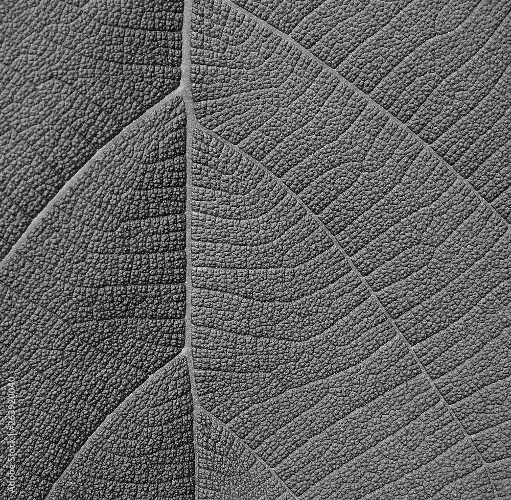 Obraz premium gray leaf texture