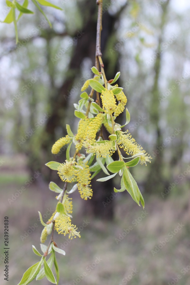 Naklejka premium weeping willow in the forest